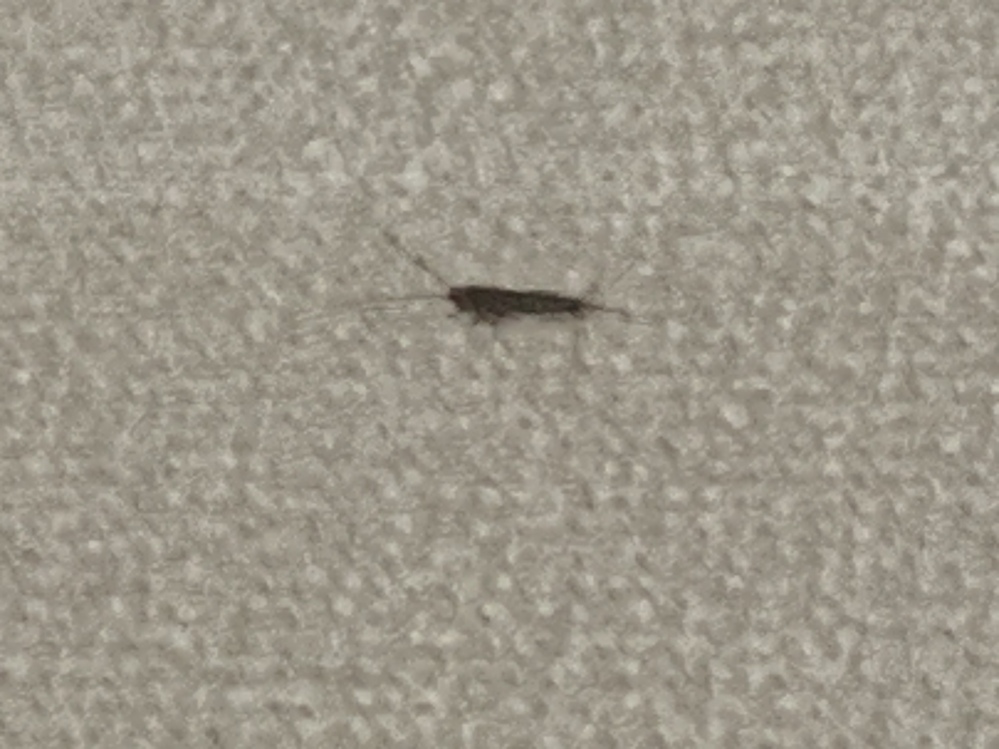 海沿いに住んでいませんがシャコのような虫が賃貸に出ました発生条 Yahoo 知恵袋