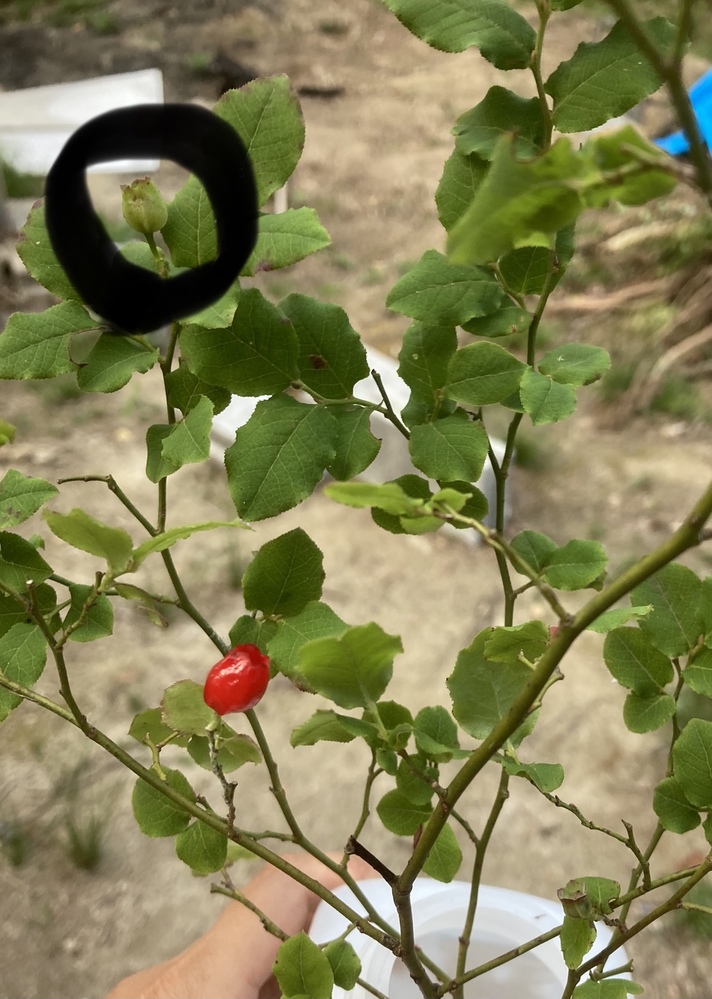 雑木林で見つけた木に可愛い小さな赤い花が付いていました よく見ると赤い前 Yahoo 知恵袋