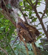 庭のヒヨドリの巣が壊されていました まだ毛も生えてないヒナが4 Yahoo 知恵袋