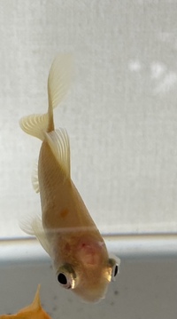 金魚は 横になって寝ることありますか 泳ぐ姿は元気ですが 水面に浮い Yahoo 知恵袋