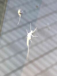 白いカゲロウを知っている方対策を教えて下さい 窓にとても小さくて尻尾みた Yahoo 知恵袋