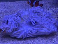 センジュイソギンチャクの飼育について 現在60 45 45の海水水槽で Yahoo 知恵袋