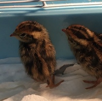 うずらの卵のヒナについて最近 スーパーで買ってきたうずらの卵が Yahoo 知恵袋