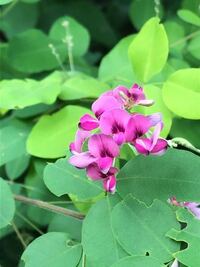 教えてください この花は萩の花でしょうか ハギは種類が多 Yahoo 知恵袋