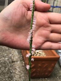 この花の名前を教えてください 知らぬ間にプランターで育って Yahoo 知恵袋