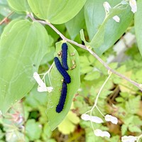 青っぽい虫の名前を教えてください ニホンカブラハバチ幼虫 Yahoo 知恵袋