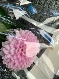 今日お買い物に行った際にこの花が売っていました 自分はダリアが好き Yahoo 知恵袋