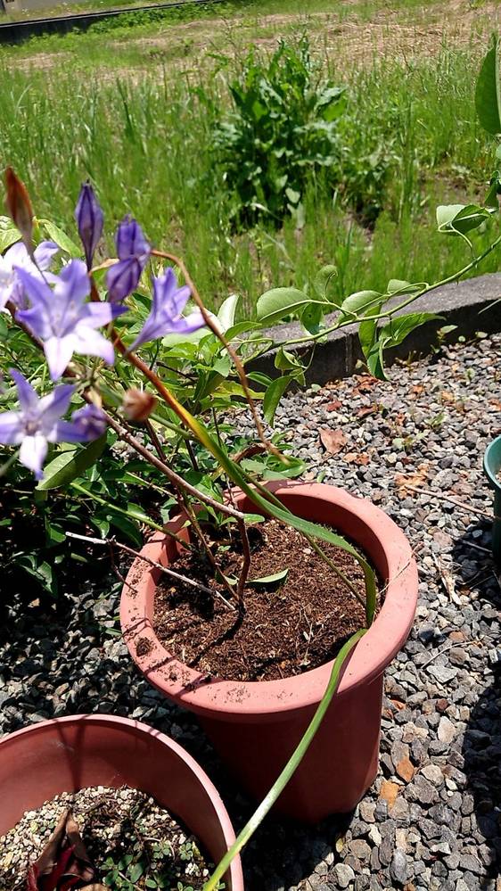 鉢に入っているこの紫に花の名前を教えてください。 鉢の右端に細長い緑の葉2枚とそこから出ている緑の花茎の先に花が咲いています。 分かりずらい写真ですみません。 宜しくお願い致します。