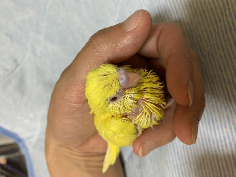 セキセイインコのルチノーのヒナをお迎えしました まだヒナの為性別な Yahoo 知恵袋