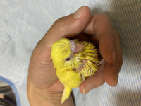 セキセイインコのルチノーのヒナをお迎えしました まだヒナの為性別な Yahoo 知恵袋