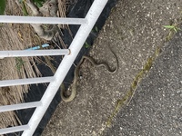 通学路にいた蛇なんですが、種類分かりませんか？ 