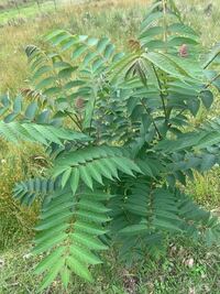 これはタラの木でしょうか Yahoo 知恵袋