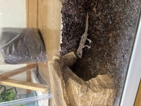 爬虫類初心者がソメワケササクレヤモリを飼い始めたのですがこの子 Yahoo 知恵袋