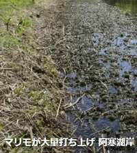阿寒湖でマリモが大量に打ち上げられ そりゃあかん湖ですか Yahoo 知恵袋