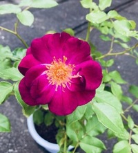 この薔薇の品種名が知りたいです。 自分で調べたところ、ラプソディインブルーか、ブルーフォーユーではないかと思っています。お花に近づくといい香りがします。実物は画像よりピンク味があり、赤紫色です。