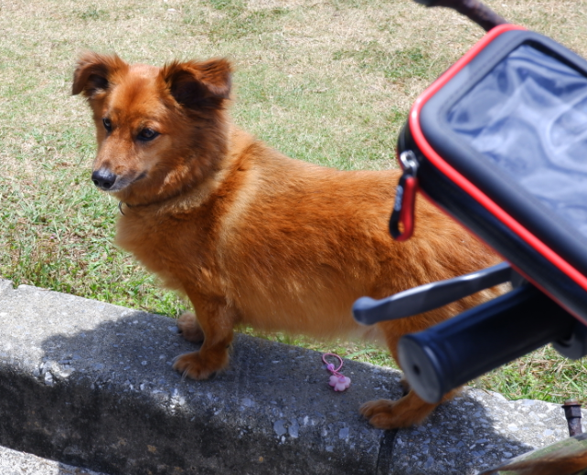 宮古島で見かけた犬です 何犬ですか Yahoo 知恵袋