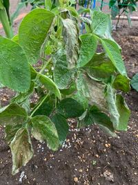 家庭菜園の枝豆が3 4日前から急に枯れ始めました 暑い日 Yahoo 知恵袋
