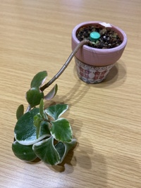 この植物の名前を教えてください 買った時よりツルがすごく伸びて Yahoo 知恵袋