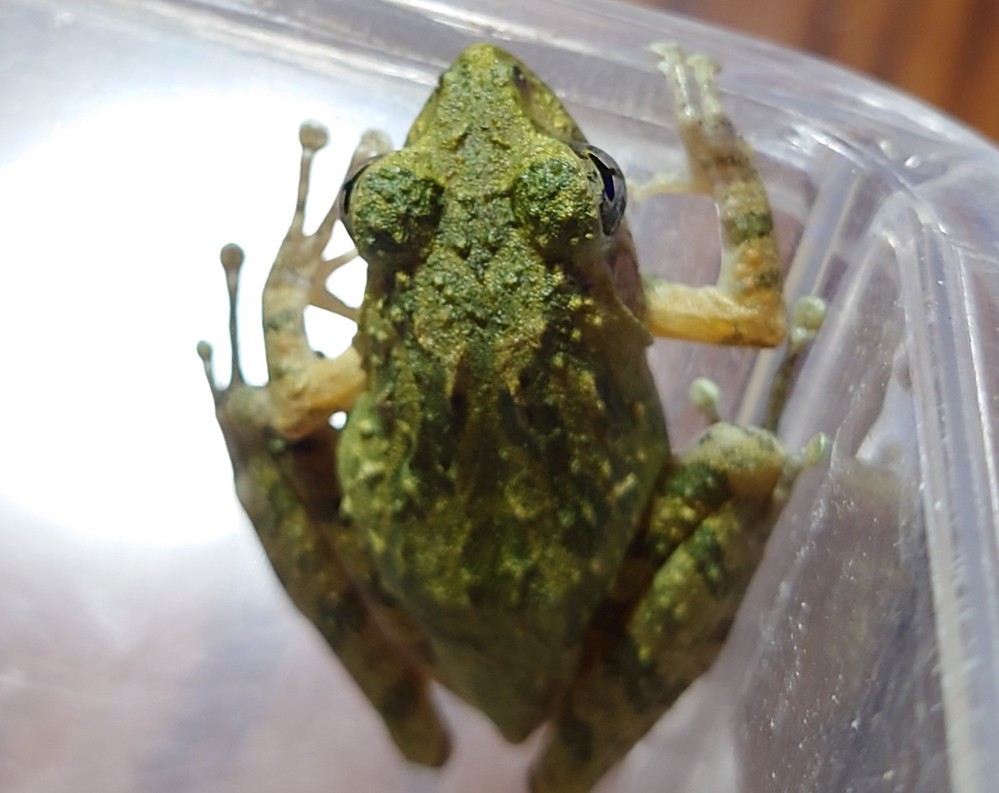 このカエルご存知の方 いらっしゃいますか 因みに場所は沖縄です Yahoo 知恵袋