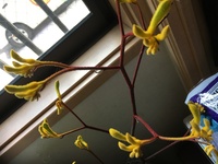 卵白を使用しないで 花の砂糖漬けを作る方法をご存知でしたら教えて下 Yahoo 知恵袋