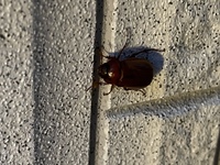 虫の種類について玄関前にカブトムシがとまっていました 何という Yahoo 知恵袋