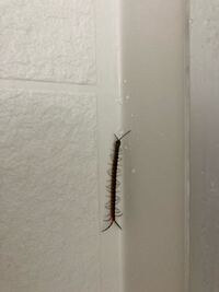 至急風呂場に虫が湧きました ムカデみたいなやつです 毒はありますか Yahoo 知恵袋