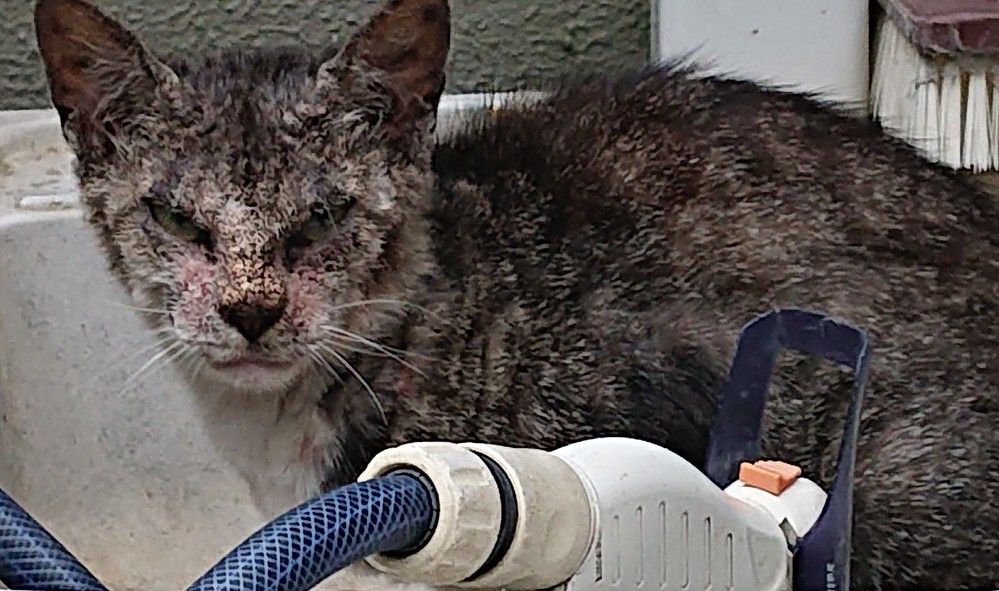 この猫ちゃんは病気でしょうか？野良猫です。 - 疥癬じゃないですか 