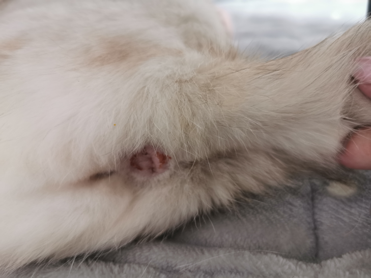 観覧注意 肛門 が載ってます 先程気づいたのですが便をした後に血の Yahoo 知恵袋