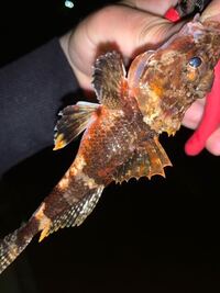 海で釣れたのですがこの魚はなんていう魚ですか 触っちゃったのですが Yahoo 知恵袋