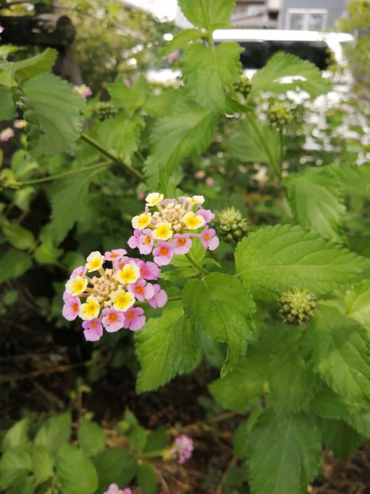 植物に詳しい方にご質問です これは ミントでしょうか ランタナ カ Yahoo 知恵袋