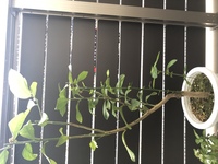 購入したレモンの苗木の根元から 別の芽が出てかなり伸びてきてし Yahoo 知恵袋