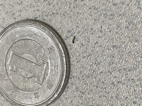 必見 笑 これを読んだら明日から1円玉を見る目が変わる かも ぽにょっちのブログ Always Going My Way みんカラ