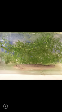 金魚と泳がせているのですかなんて言うどじょうですか Yahoo 知恵袋