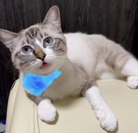 車にぬいぐるみを置く意味 よく ダッシュボードの上とか 後部座席の後ろとかに Yahoo 知恵袋