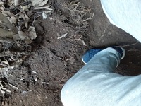 まだ掘らなければ 植え替え出来ませんか この段階でグラクラしてません ド Yahoo 知恵袋