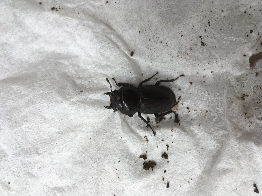 最近、台所に黒ゴマくらいの小さい虫が発生します。色は茶色で、よ... Yahoo!知恵袋