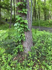 木のように太い蔓がありますよね 木に巻き付いていることが多い蔓です 緑色で Yahoo 知恵袋