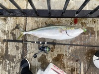 神戸空港のベランダで釣れたのですがこちらはブリかヒラマサかどちらかわかる Yahoo 知恵袋