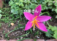 この花の名前は何ですか 撮影日は21年6月１４日で撮影場所は兵庫県で Yahoo 知恵袋