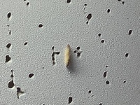 虫の画像があるので苦手な方は読み進めないことをおすすめします 最近 Yahoo 知恵袋