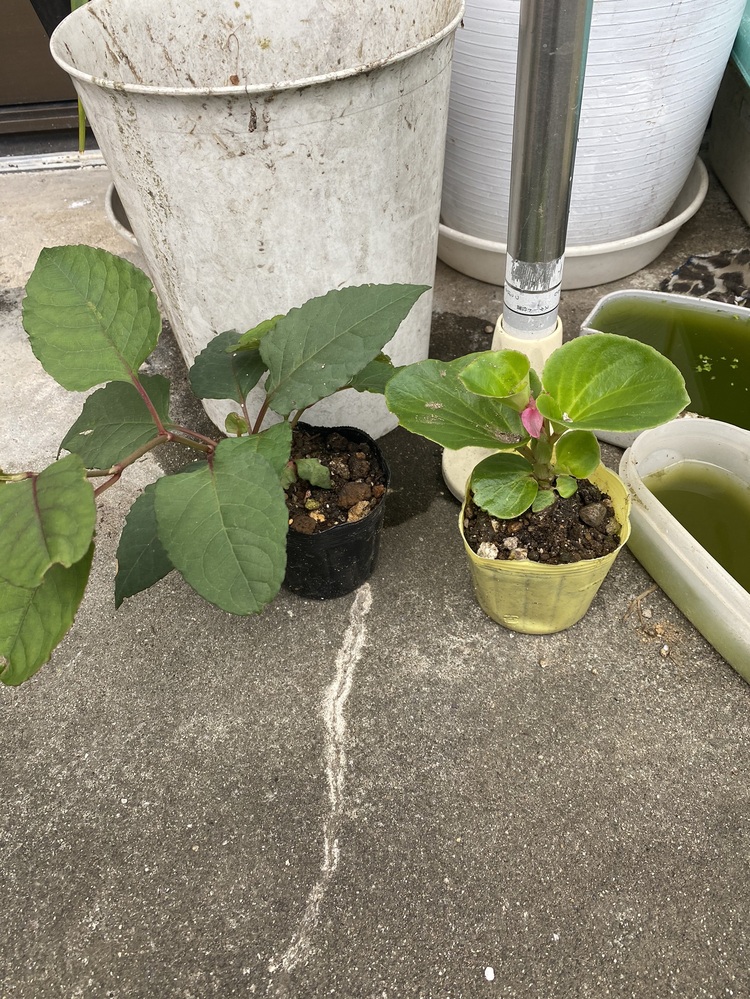 春にプルーンの種を 2個 植えて育ててますが何故か 違う種類が出ました左 Yahoo 知恵袋