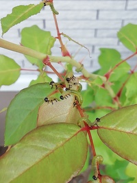 バラに集ってるこの幼虫はなんの幼虫でしょうか チュウレン Yahoo 知恵袋