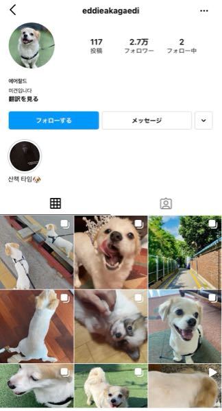 2pmのテギョンがインスタに載せてた わんちゃんは テギョ Yahoo 知恵袋