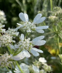 画像の花の名前を教えてください ホワイトレースフラワー Orlay Yahoo 知恵袋