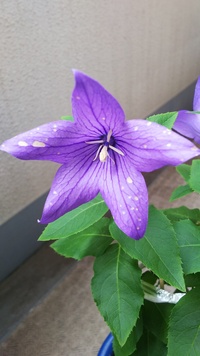 こんにちは 園芸初心者です 桔梗の花に クリーム色の斑点が出来てしまいま Yahoo 知恵袋
