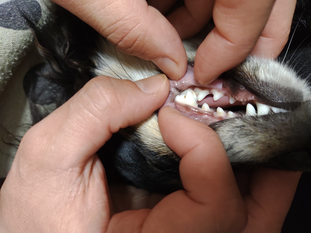 犬にカロリーメイトをあげてはダメですか Yahoo 知恵袋