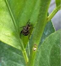 レモンの葉の害虫について教えて下さい 体長2ミリの木の枝の様な Yahoo 知恵袋