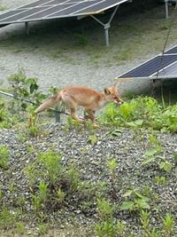 熊本で見たんですけどこれキツネですか？ キツネだったらなにキツネですか？