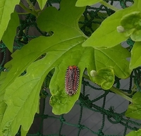 家庭菜園のゴーヤの葉についてました この虫は何ですか 害虫です Yahoo 知恵袋