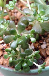 この植物の名前を教えて下さい 多肉のセダムだと思いますが セダムの何とい Yahoo 知恵袋